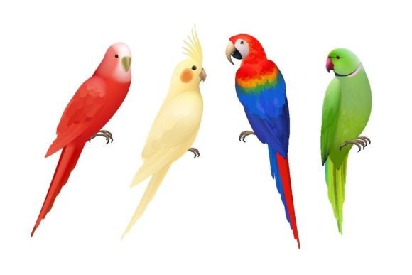Download Parrots. Tropical Colorful Exotic Birds - Exotic bird Collection